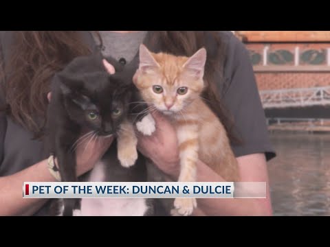 Cute cuddly kittens Duncan & Dulcie need a loving home – YouTube