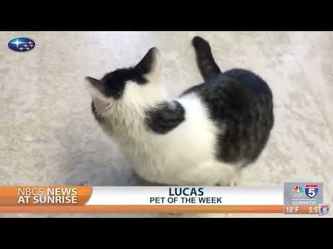 Pet Talk: Lucas – YouTube