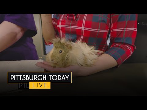 Why guinea pigs are great pets – YouTube