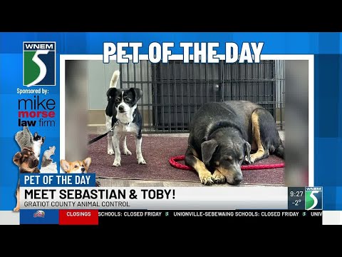 TV5 Pets of the Day: Meet Sebastian & Toby! – YouTube