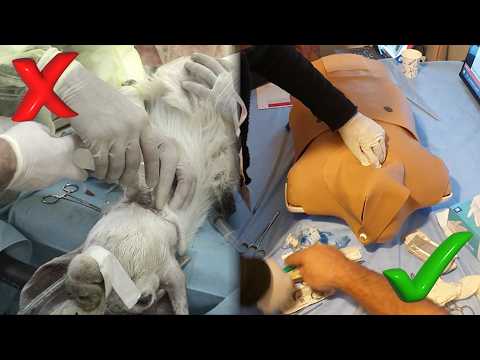 THIS Donation Is Saving Goats and Sheep in Saudi Arabia ❤️ – YouTube