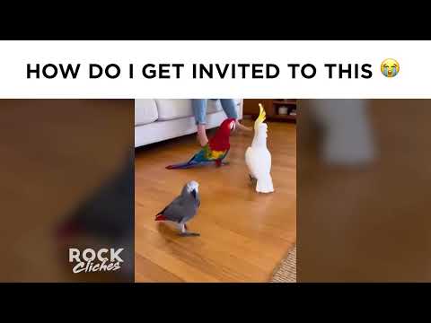 The only party I'll ever need an invite to – YouTube