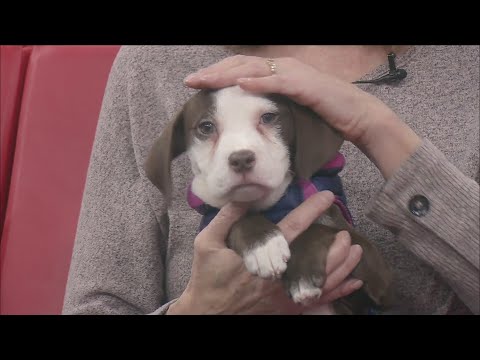 Pet of the week – YouTube
