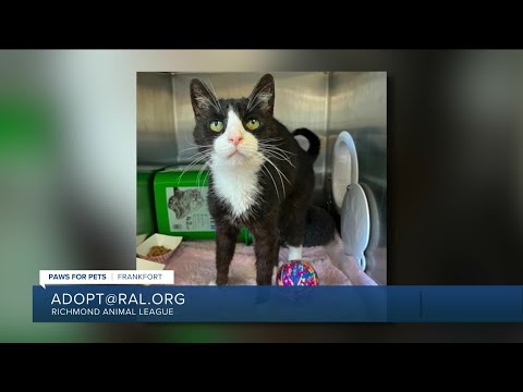 Paws for Pets: Frankfort, a very gentle, peaceful guy who also likes to play! – YouTube