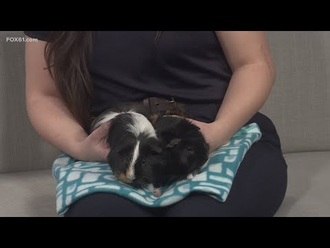 Pet on the Set: Meet Cocoa and Oreo – YouTube