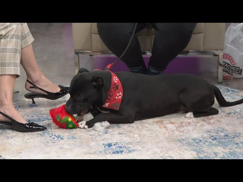 3 Plus Your Pets- East Ridge Animal Shelter – YouTube