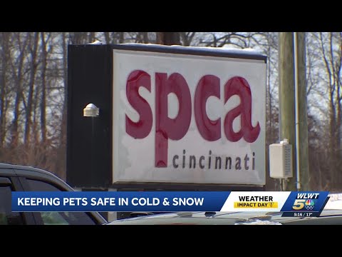 Cold weather challenging pet owners and shelters in Hamilton County – YouTube