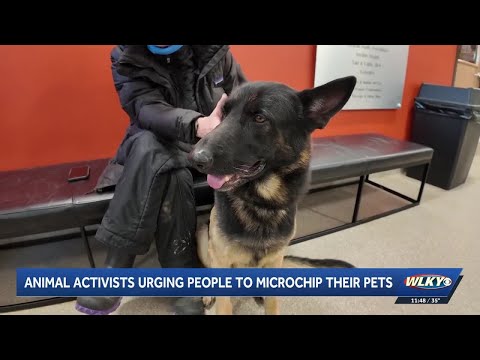 Louisville animal activists urging owners to microchip their pets – YouTube