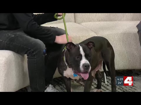 Meet Angeline, our Pet of the Week – YouTube