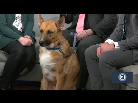 Meet the Pet of the Week: Jaxx – YouTube
