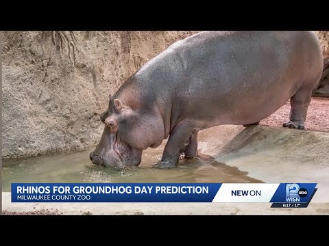 Rhinos for Groundhog Day Prediction – YouTube