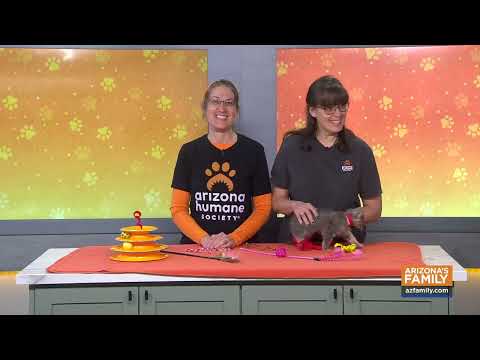 Pets on Parade (Full Episode) January 31, 2026 – YouTube