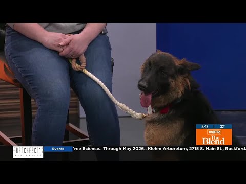 Pet of the Week: Princess – YouTube