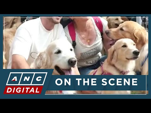 Cuteness overload as over 2,000 golden retrievers gather in Argentina to break world record