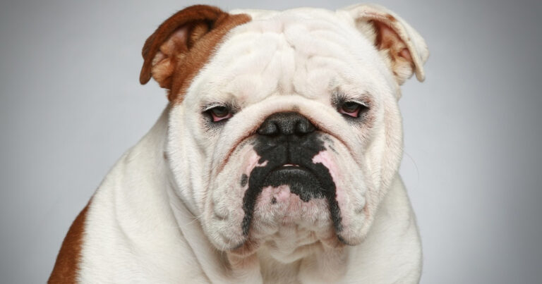 English Bulldog Carries in Groceries Like the Best Little Helper – Parade Pets