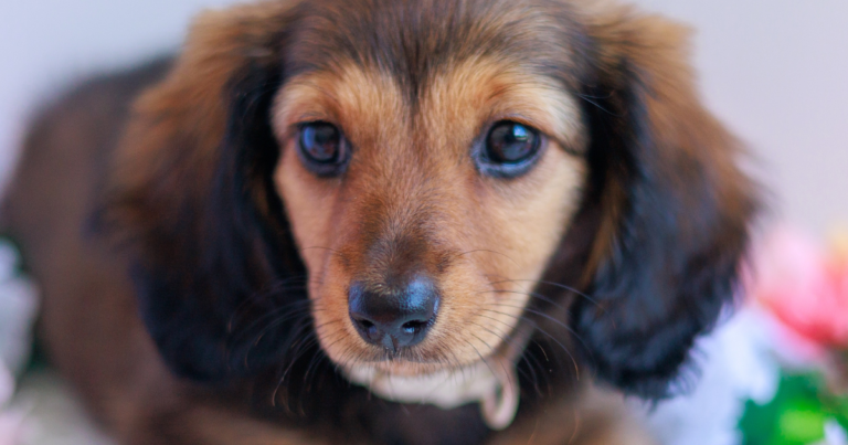 Tiny Dachshund Puppy Becomes a Winter Hat and Everyone Loses It – Parade Pets