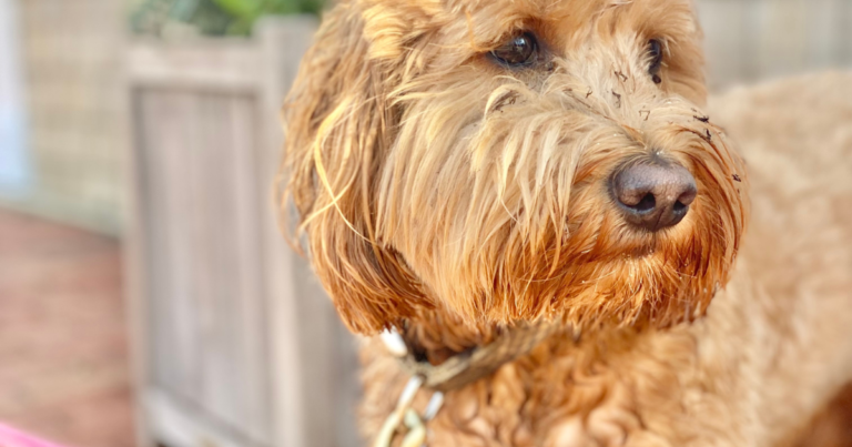 Mini Goldendoodle Tries To Reason With the Rain and It's Too Cute – Parade Pets