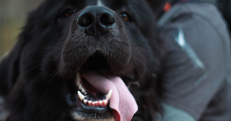 Trio of Hungry Newfies Surrounding Dad While He's Eating His Snack Is Too Cute