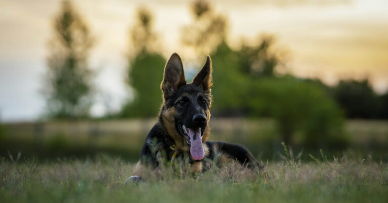 Black German Shepherd Takes Toy Inventory Like a Total Boss – Parade Pets