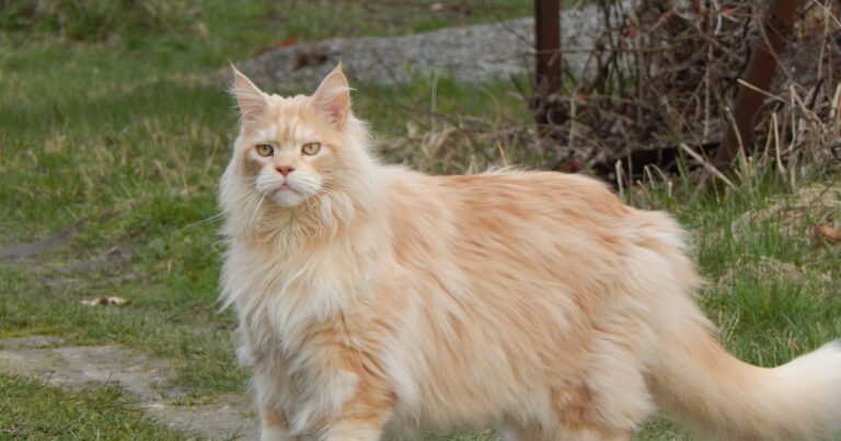 Veterinary Clinic Shows Off 'Biggest Cat They've Ever Seen' – Parade Pets