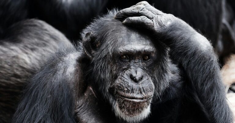 It's Time to Celebrate Animal Sentience and Stop Squabbling | Psychology Today