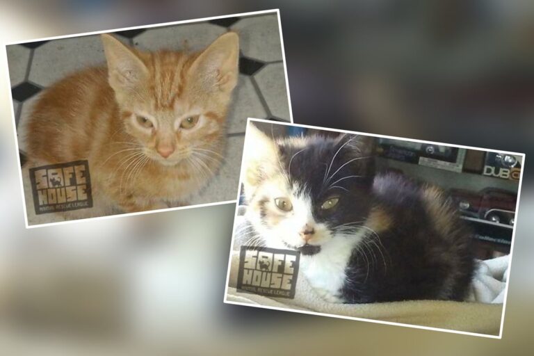 Two cats adopted together nine years ago end up back at the shelter in heartbreaking abandonment