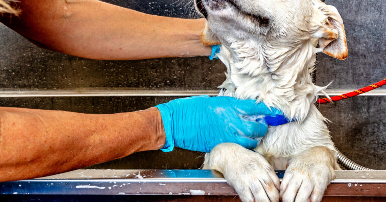 The Internet Can't Get Enough of This Dog Singing in the Shower – PetHelpful