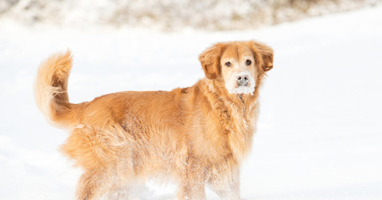 Golden Retriever and Bernese Mountain Dog Play in Snow That Totally Covers Them Up