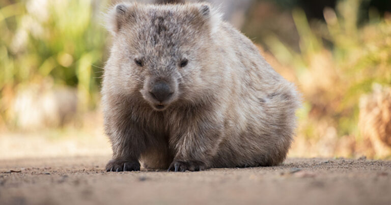 Adorable Wombat's Zoomies Are the Definition of Pure Joy – PetHelpful