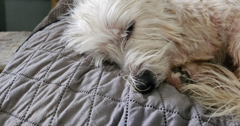 Little Dog Hilariously Pretends to Be Asleep So Dad Will Carry Him to Bed – PetHelpful