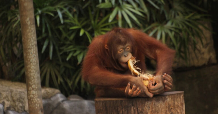 Baby Orangutans Learning How to Crack Open a Coconut Are Too Cute for Words