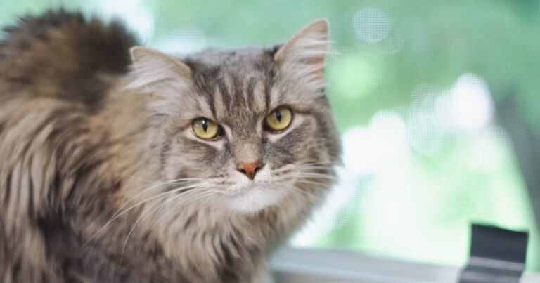 Cat Arguing With Mom Over Breakfast Time Should've Been a Lawyer – Parade Pets
