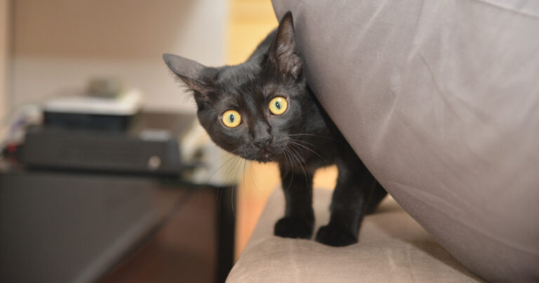 This Cat With Dwarfism Has the Sweetest Little Run – PetHelpful