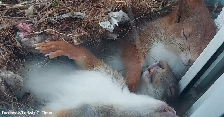 Man Discovers Adorable Baby Squirrels Sleeping Just Outside His Window