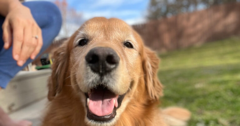 Golden Retriever Has Feelings Over Leash Being Dropped and It's Adorable – Parade Pets