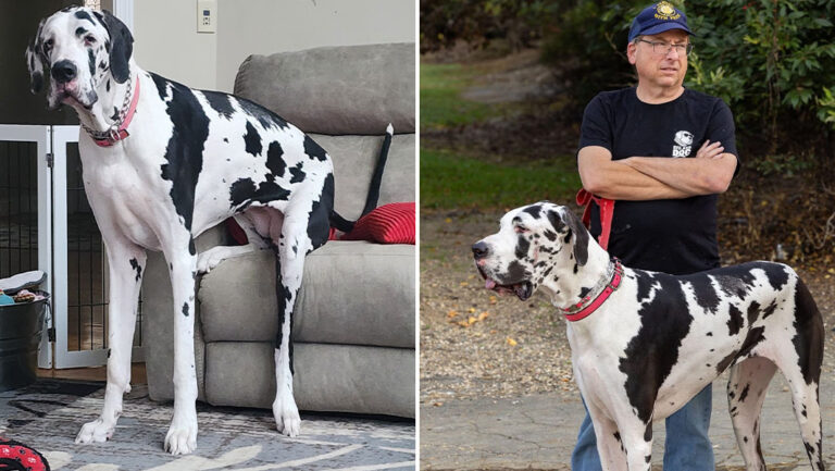 Giant Great Dane named Minnie towers over com-pet-itors as tallest girl dog in the world
