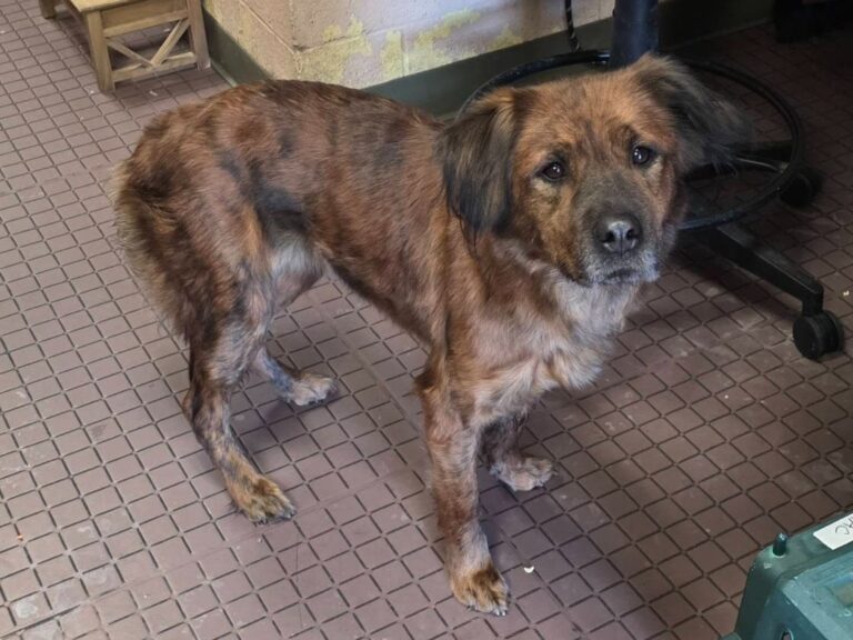 Dog Found Alone And Freezing On New Year's Day In West Hartford: Animal Control – Patch