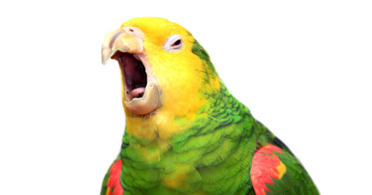 Shih-Tzu and Parrot Singing Make the Perfect 'Chaotic Duo' and We're Laughing Out Loud