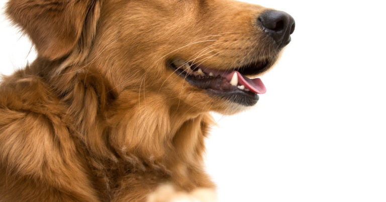 Adorable Golden Retriever Born Without Front Legs Is the Fluffiest Little T