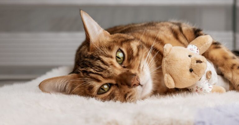 Cat owners warned of 'cute' behaviour that is red flag of fatal illness – Buckinghamshire Live
