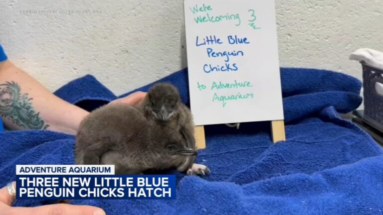 Adventure Aquarium celebrating arrival of 3 little blue penguin chicks – 6abc Philadelphia