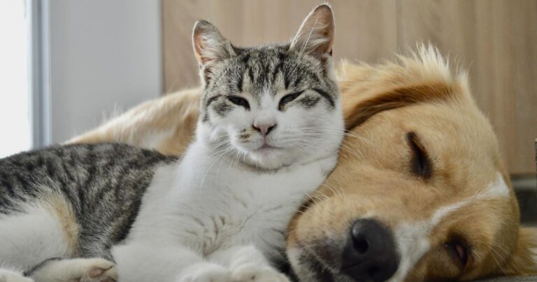 Send Echo a photo of your pet for Love Your Pet Day 2026 – Dorset Echo