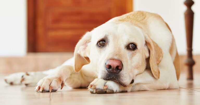 'Adorable' reason why dogs always follow their owners to the toilet – The Mirror