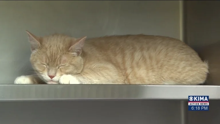 Our Adoptable Pets of the Week are Cute Little Siblings – KIMA