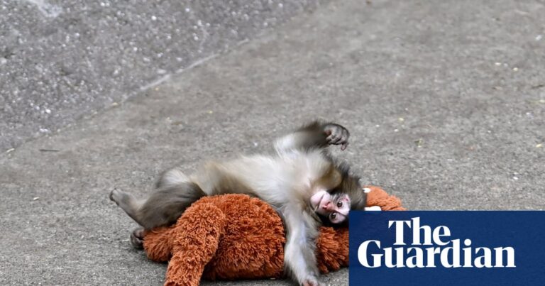 The tragedy of Punch the monkey: why do mother animals abandon their offspring? | Japan