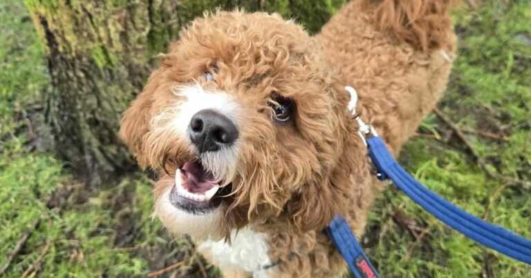 Cute Cockapoo Teddy from Animal Rescue Cumbria ready for rehoming | Times and Star