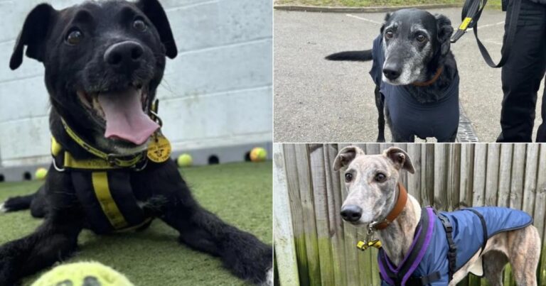 5 cute dogs looking for their forever home in Norfolk