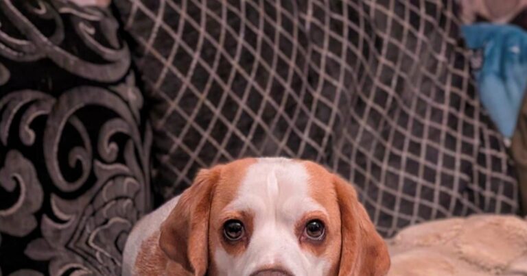 Over 40 adorable pets enjoying Love Your Pet Day | The Westmorland Gazette