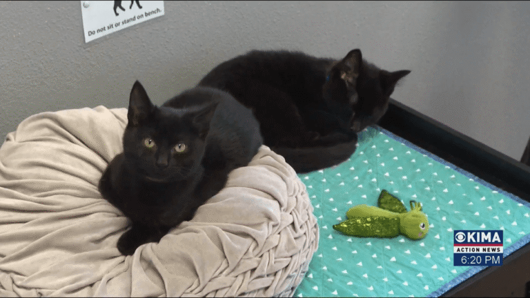 Our Adoptable Pets of the Week are Cute Little Gremlins – KIMA