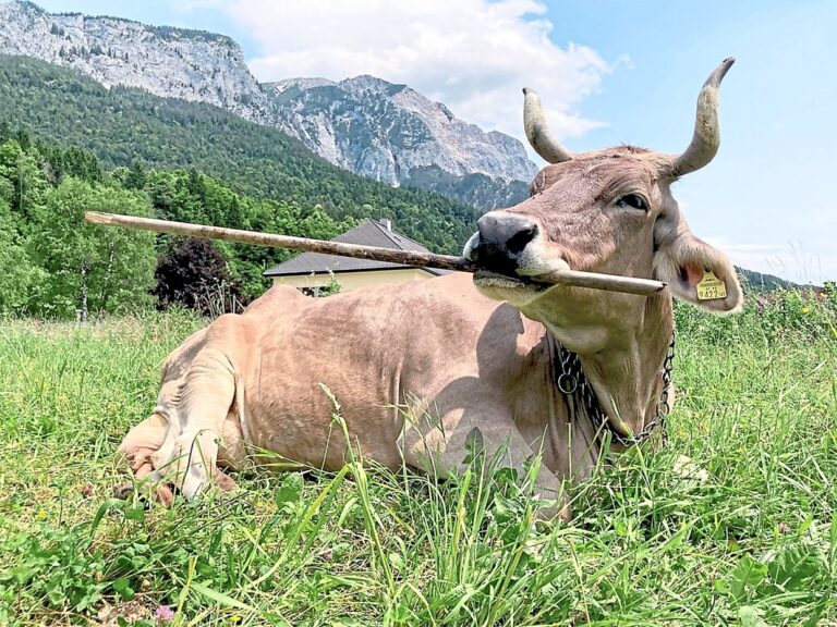 The cow that uses tools | The Star